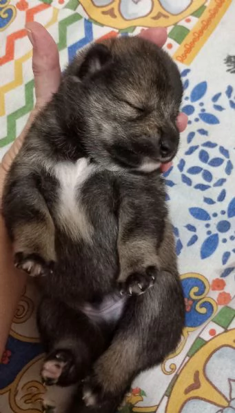Shiba inu pedigree Enci  | Foto 10