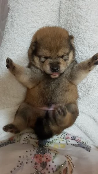 Shiba inu pedigree Enci  | Foto 9