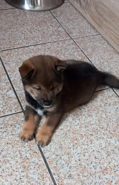 Shiba inu pedigree Enci  | Foto 8