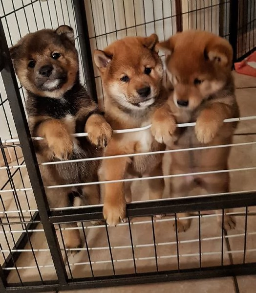 Shiba inu pedigree Enci  | Foto 7