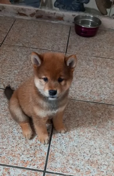 Shiba inu pedigree Enci  | Foto 6