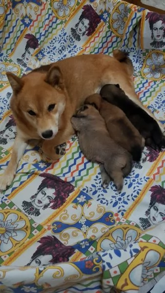 Shiba inu pedigree Enci  | Foto 5