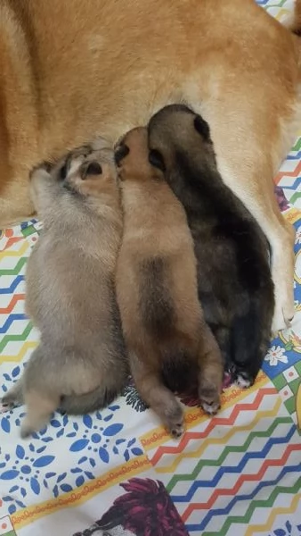 Shiba inu pedigree Enci  | Foto 4