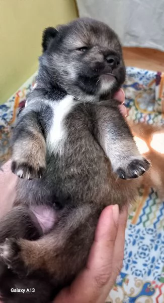 Shiba inu pedigree Enci  | Foto 3