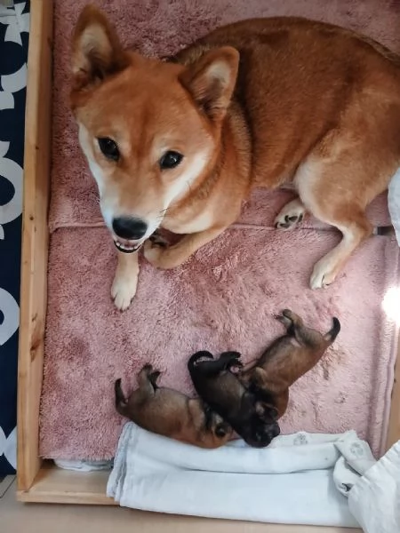Shiba inu pedigree Enci  | Foto 2