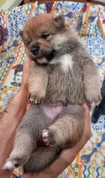 Shiba inu pedigree Enci  | Foto 1