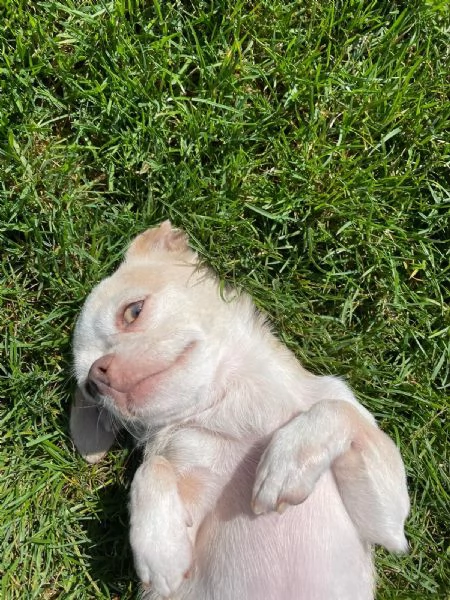 Regalo chihuahua femmina  | Foto 0