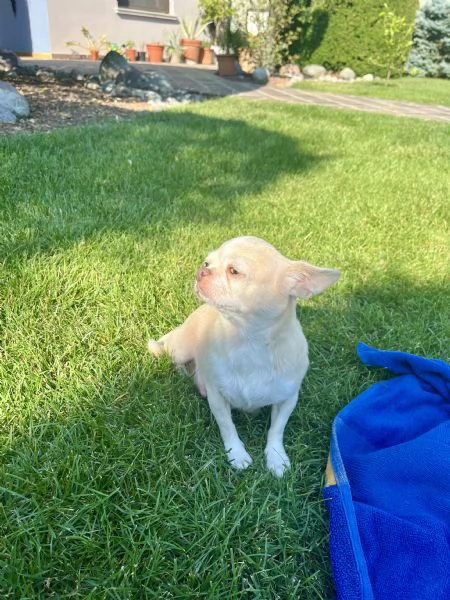 Regalo chihuahua femmina 