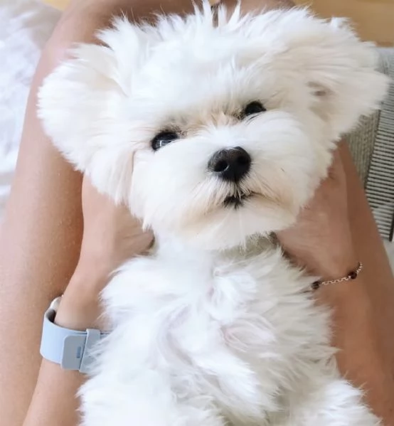 Regalo Maltese Toy (cuccioli maschio e femmina) | Foto 1