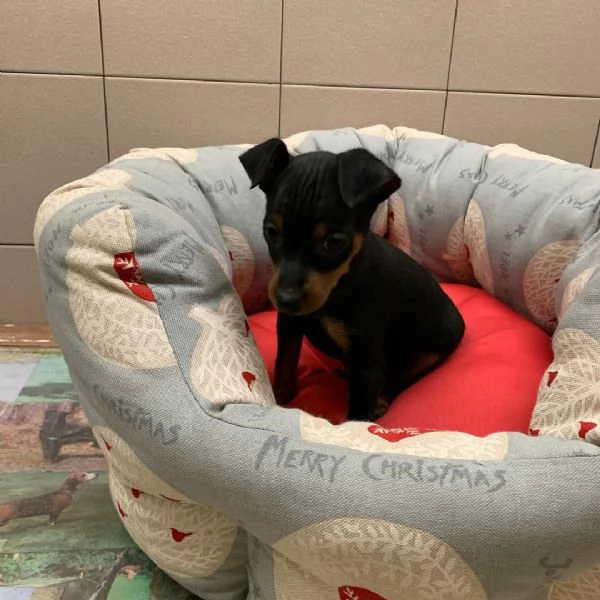  Pinscher Mini (cuccioli maschio e femmina) | Foto 0