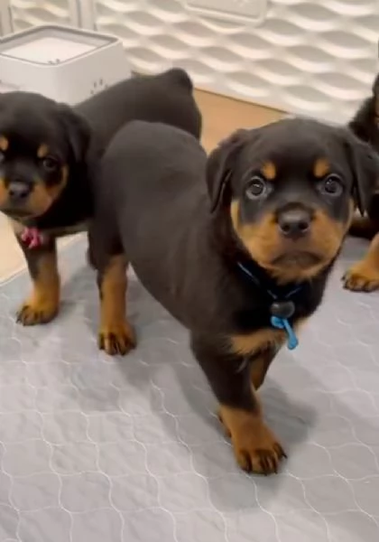 —Regalo —Rottweiler (cuccioli maschio e femmina)