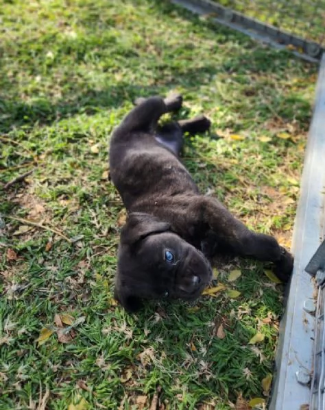 Regalo Cane Corso (cuccioli maschio e femmina) | Foto 0