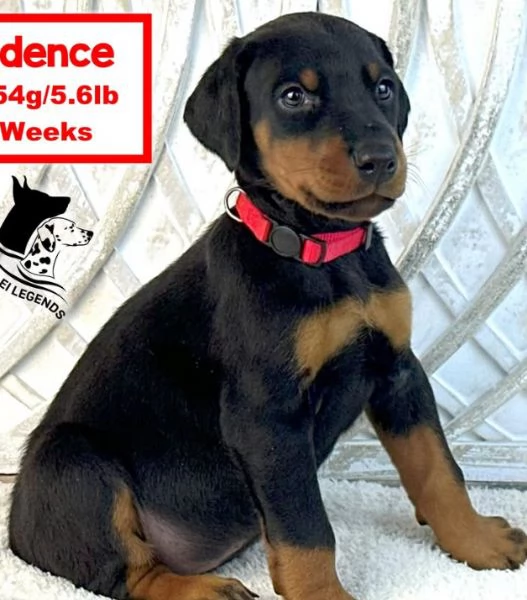 Regalo Dobermann (cuccioli maschio e femmina) | Foto 0