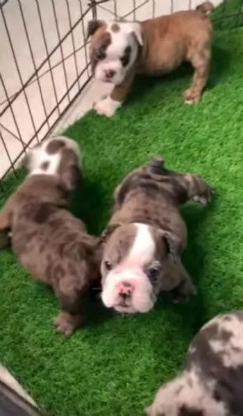 Bulldog Inglese (cuccioli maschio e femmina) | Foto 0
