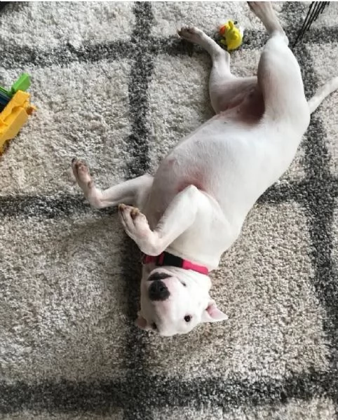 Regalo Bull Terrier (cuccioli maschio e femmina) | Foto 0