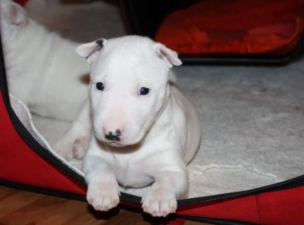 Offerta di adozione maschio e femmina.  BULL TERRIER