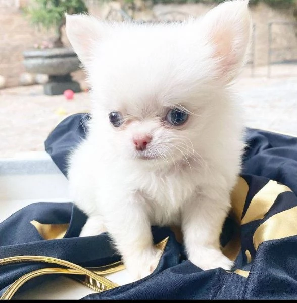 Offerta di adozione maschio e femmina. Chihuahua  | Foto 0