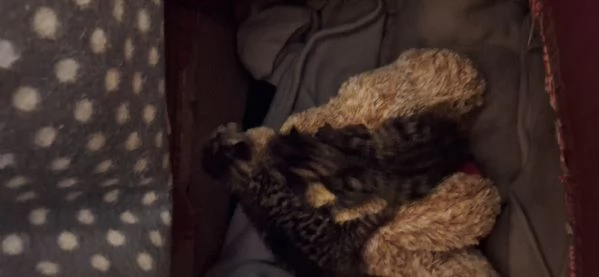 Gattini abbandonati  | Foto 0