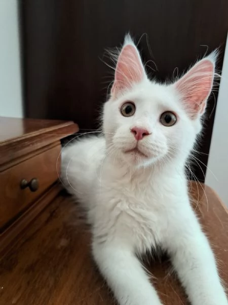 Cuccioli Maine Coon 