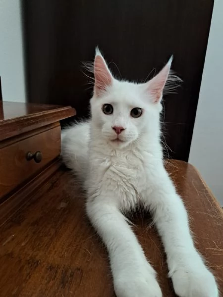 Cuccioli Maine Coon  | Foto 4