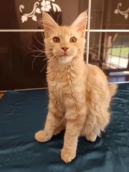 Cuccioli Maine Coon  | Foto 2