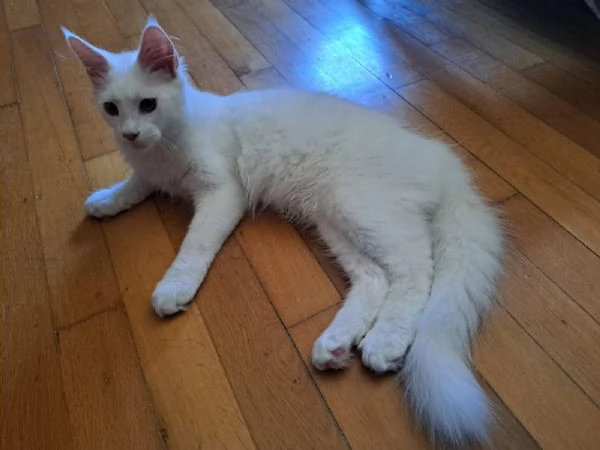 Cuccioli Maine Coon  | Foto 1