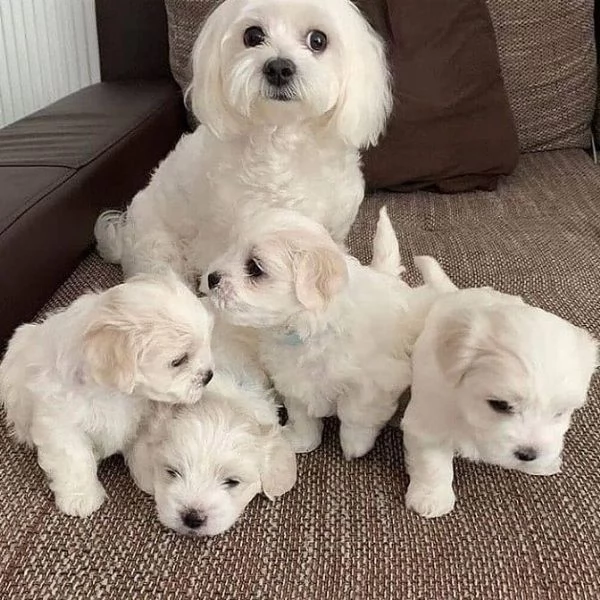 Simpatici mini cuccioli maltesi