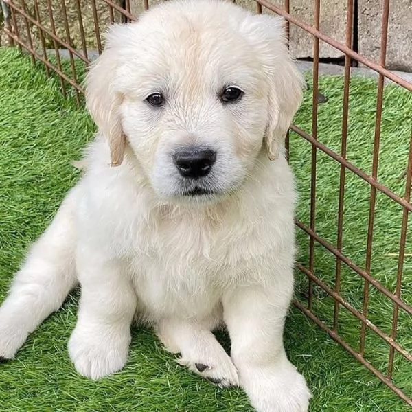 Cucciole golden retriever