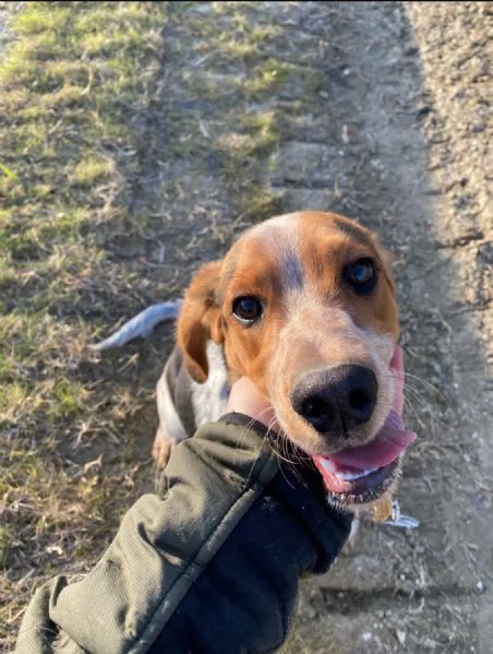 Asso cerca una famiglia 