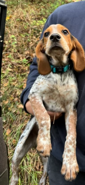 Asso cerca una famiglia  | Foto 1