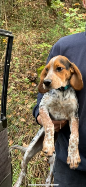 Asso cerca una famiglia  | Foto 0