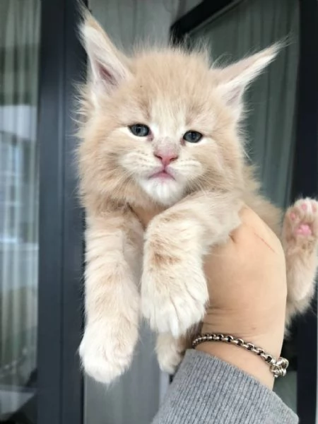 I gatti del Mainecoon sono in vendita