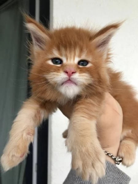 Disponibili bellissimi gatti Mainecoon