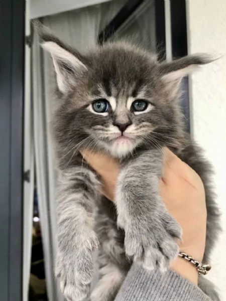 Adorabili gatti del Mainecoon.
