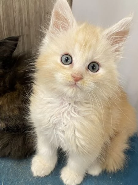 Vendo gatti di razza Mainecoon