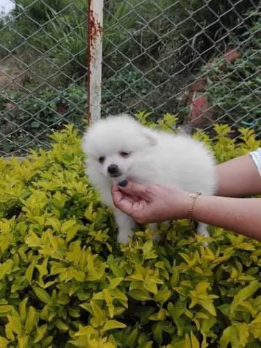 Pomeranian puppy for sale