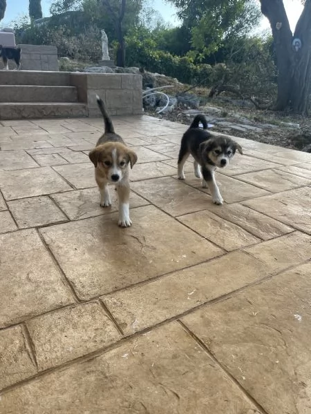 Incroci di Alaskan malamute 