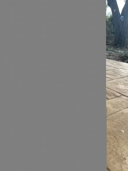 Incroci di Alaskan malamute  | Foto 6