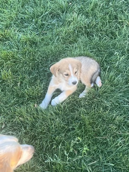 Incroci di Alaskan malamute  | Foto 5