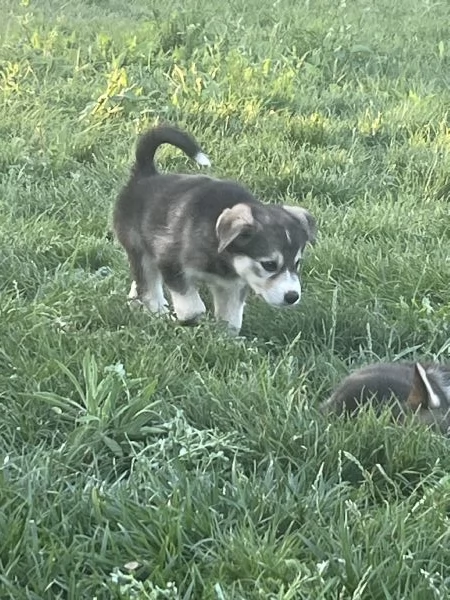 Incroci di Alaskan malamute  | Foto 2