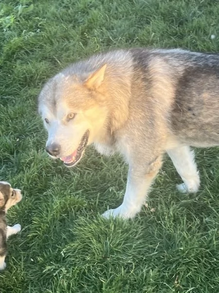 Incroci di Alaskan malamute  | Foto 0