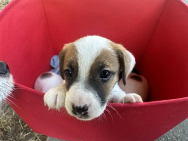 Vendita Jack Russell Terrier con pedigree