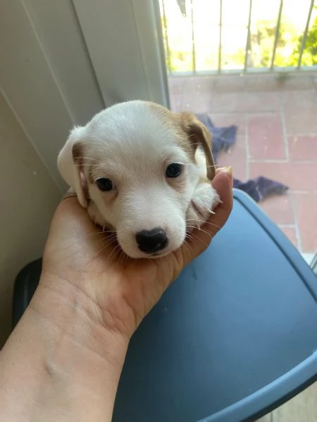 Vendita Jack Russell Terrier con pedigree | Foto 6