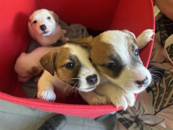 Vendita Jack Russell Terrier con pedigree | Foto 4