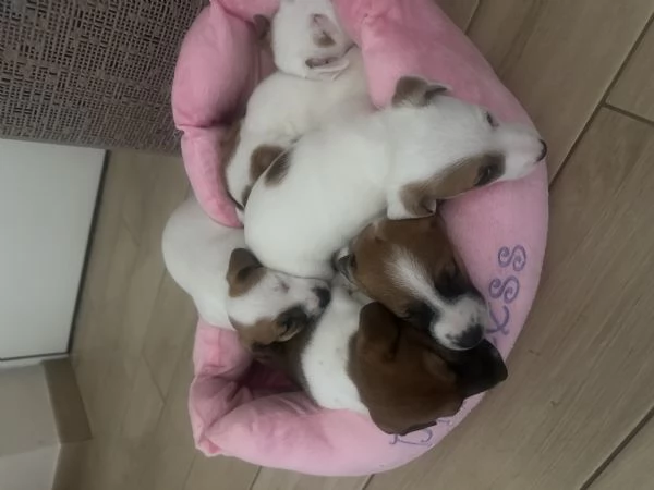 Vendita Jack Russell Terrier con pedigree | Foto 1
