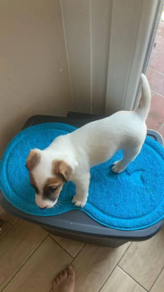 Vendita Jack Russell Terrier con pedigree | Foto 0