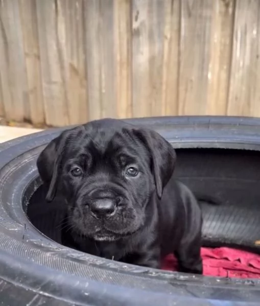 Offerta di adozione maschio e femmina.  CANE CORSO | Foto 0