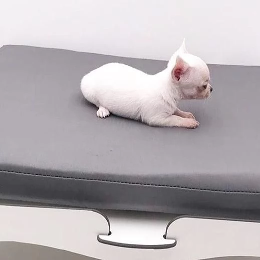 Offerta di adozione maschio e femmina. Chihuahua | Foto 0