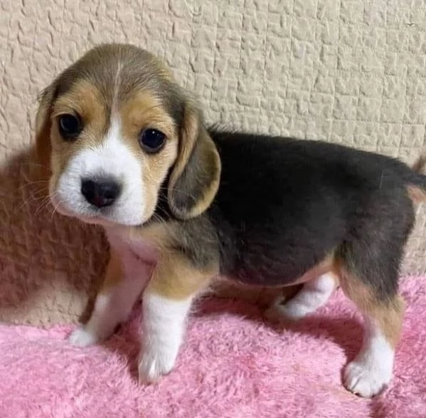 Offerta di adozione maschio e femmina. Beagle  | Foto 0