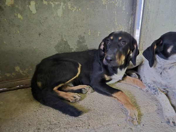 Tenere cucciolotte cercano casa | Foto 6